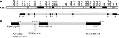 The role of microfibrillar‐associated protein 2 in cancer